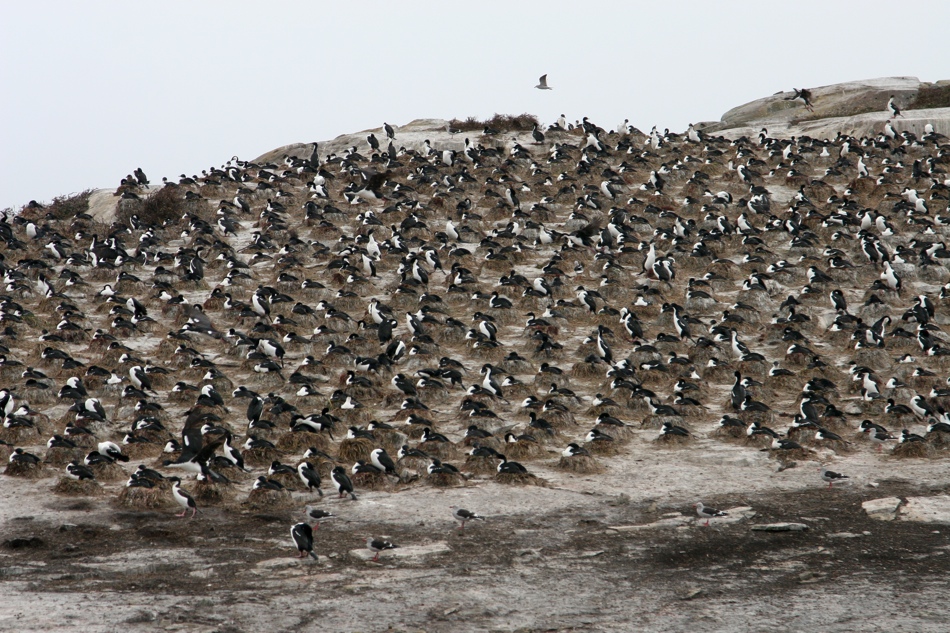 Cormorans have completely monopolized another island on the Beagle Channel.