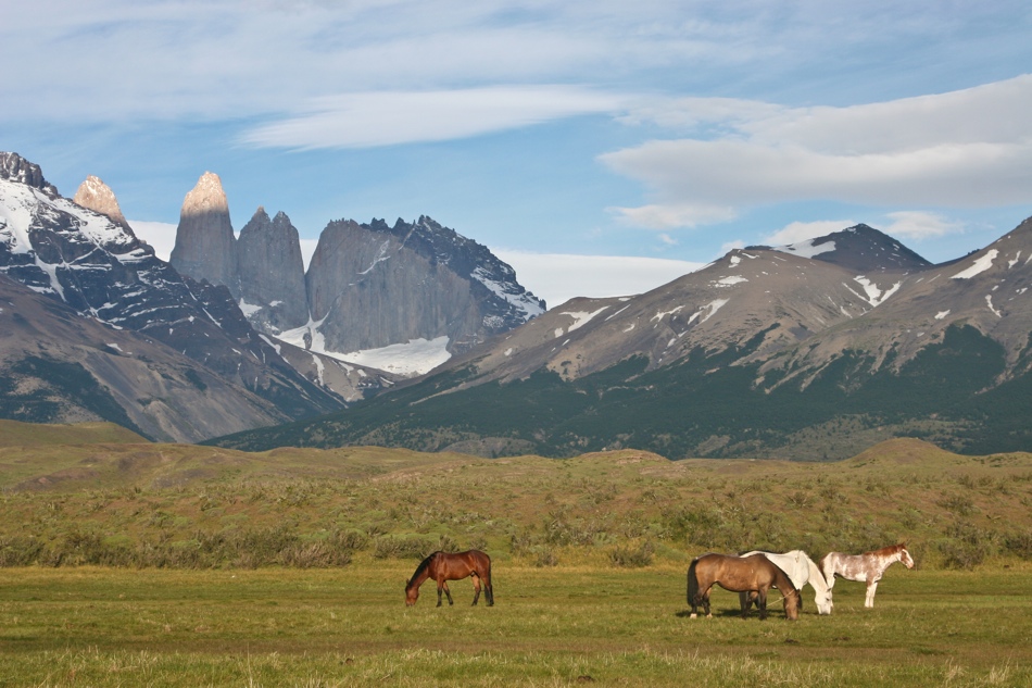 Farm horses enjoy the dewy morning grass near the entrance of Torres del Paine National Park.