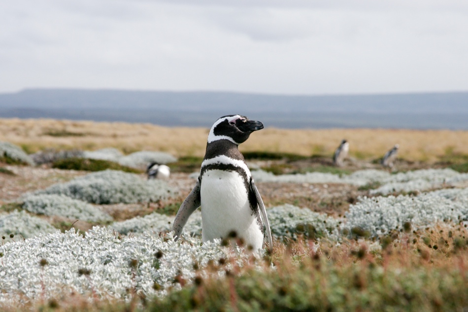 A Magellan penguin shows off his feathers at the penguin sanctuary in Otway Sound, about an hour from Punta Arenas, Chile.