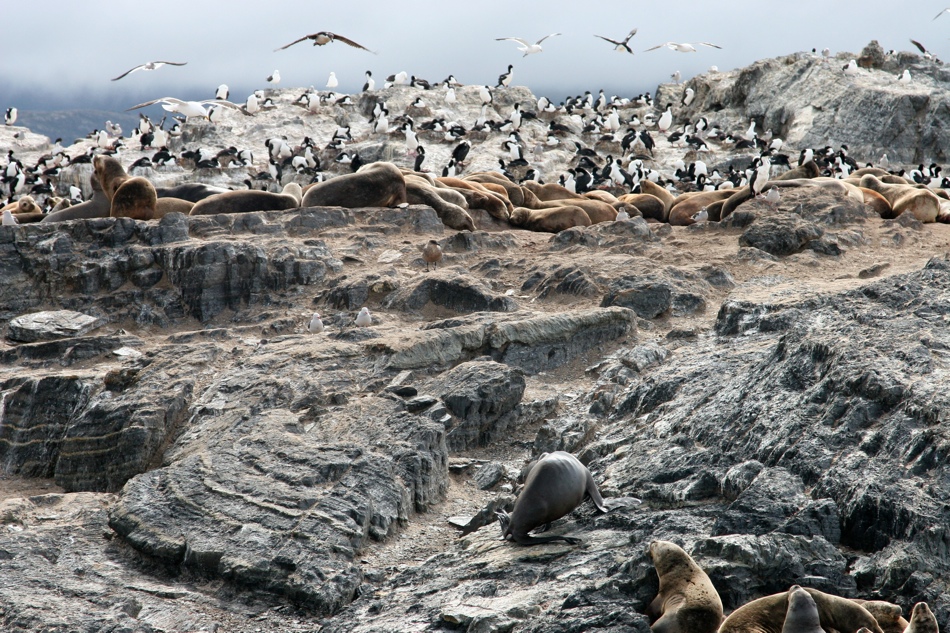 Cormorans, seagulls, sea lions, and seals battle for real estate on a tiny island on the Beagle Channel just outside Ushuaia, Argentina.